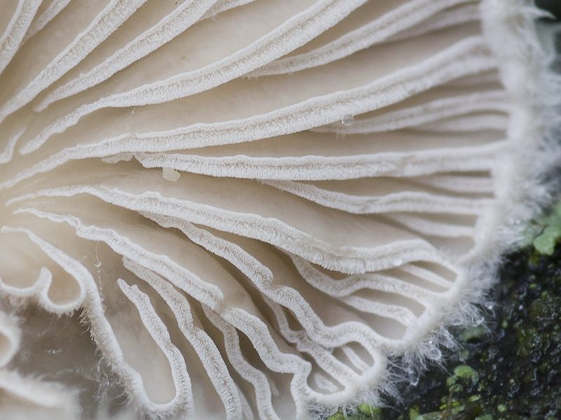 Schizophyllum commune